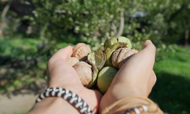 Горіхи, фото: Знай.ua