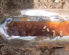 Борьба с вредителями на огороде, муравьи, кадр с видео