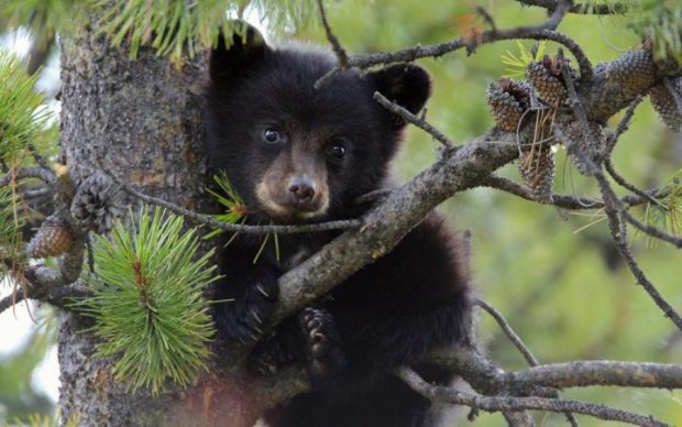Игривый медвежонок, которого отняли у садистки, развеселил интернет: видео