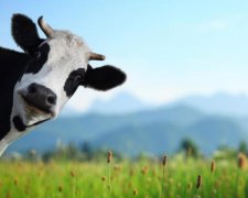 Незалежність знищила українських корів