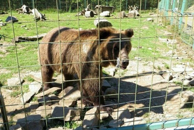 Свободу ведмедикам: вінницький бурий любитель меду переїхав в Одесу