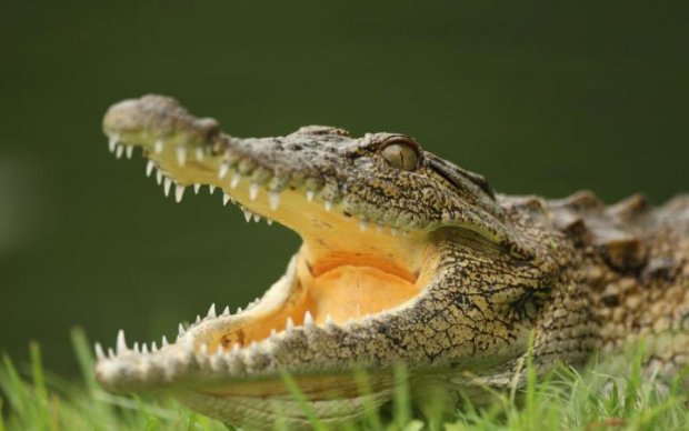 В Мозамбике крокодил съел футболиста во время тренировки