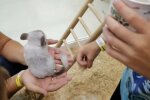 Контактні зоопарки: фото скрін Ютуб