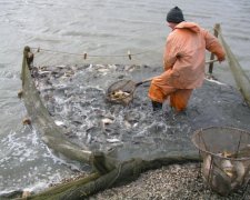 Замість картоплі: в Україні почнуть вирощувати рибу
