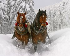 День Прокла 3 грудня: чого категорично не можна робити