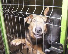 Порошенко нашел управу на украинских живодеров