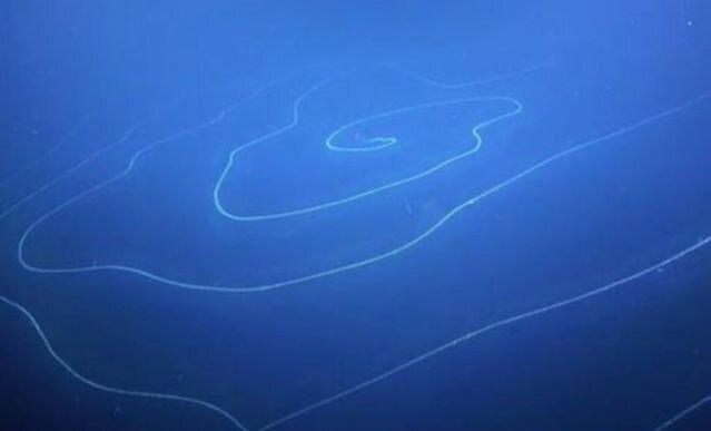 Сифонофор // фото Schmidt Ocean Institute