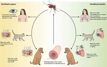 Зараження паразитом Dirofilaria