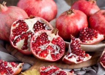 Гранат. Фото: Ютуб