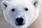 Беженцы направлялись в Англию в грузовике с русским медведем (видео)