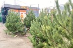 Продажа елок, фото: Знай.ua