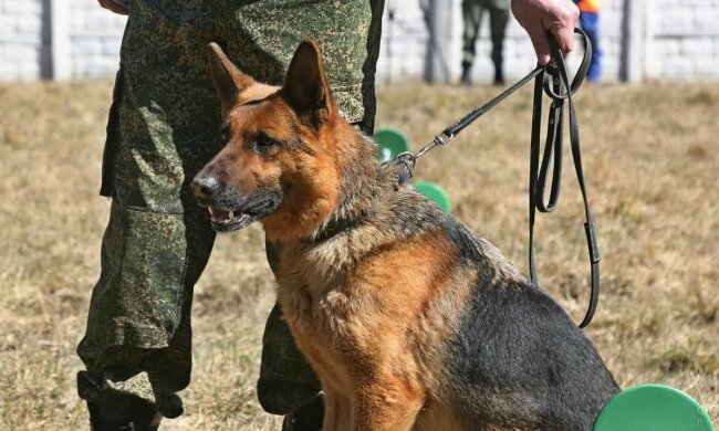 Під Дніпром сміливий пес вирвав з лап смерті 4-річну крихітку: "тисне лапу" вся Україна