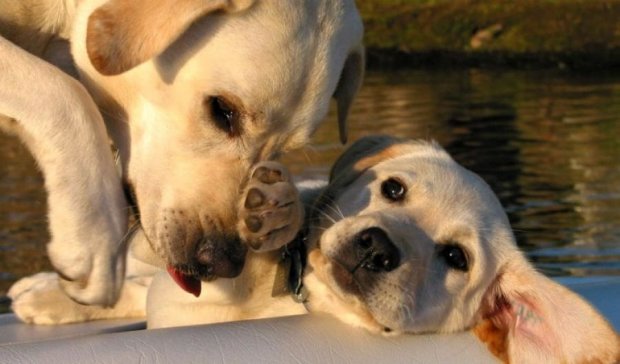 Зустріч мами-собаки з цуценятами зворушила соцмережі
