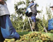 Поляки подсчитали, сколько украинцев обратились за видом на жительство