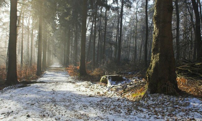 Ура, дочекалися! Київ засипле снігом 20 січня