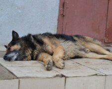 Неадекватный водитель попытался задавить собаку на дороге устроил погоню