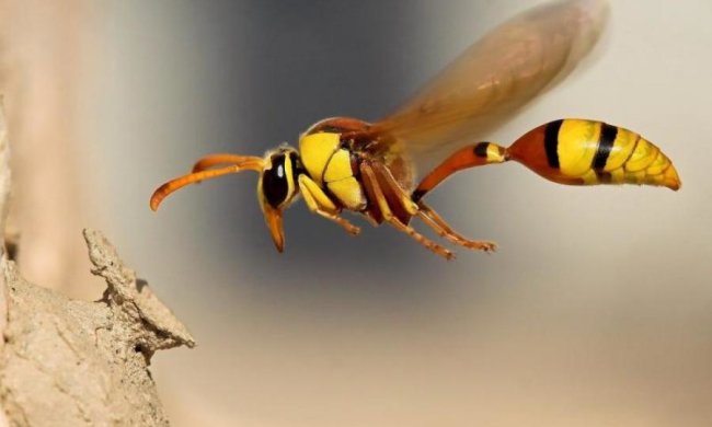 В честь легендарного рокера назвали осу