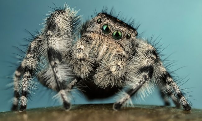 Ученые наткнулись на мохнатого паука-бабуина с невероятной особенностью