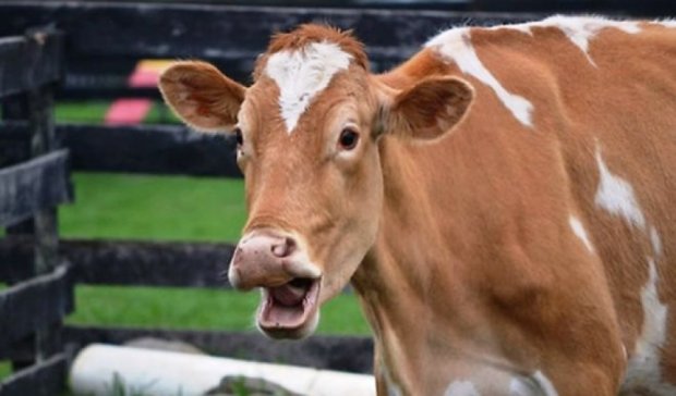 В Росії пропонують годувати санкційними продуктами худобу