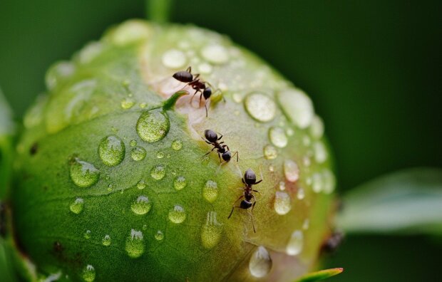 Поделка муравей - фото и картинки: 66 штук