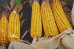Украинцев "убили" цены на кукурузу: 50 грн за кочан