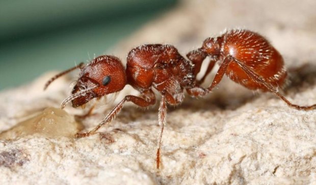 Ученые доказали пользу смертельно опасных насекомых