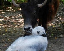 В Ровенском зоопарке родился белый теленок тибетского яка 