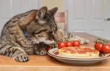 Кот на столе, еда, изображение из свободных источников