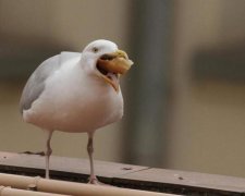 Чайка-вбивця не на жарт перелякала туристів