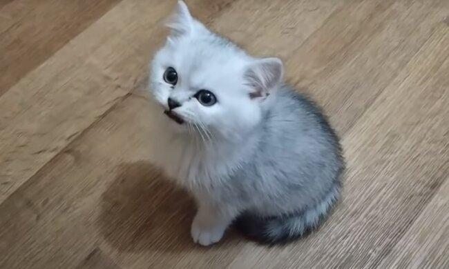 Котик, скриншот: Youtube