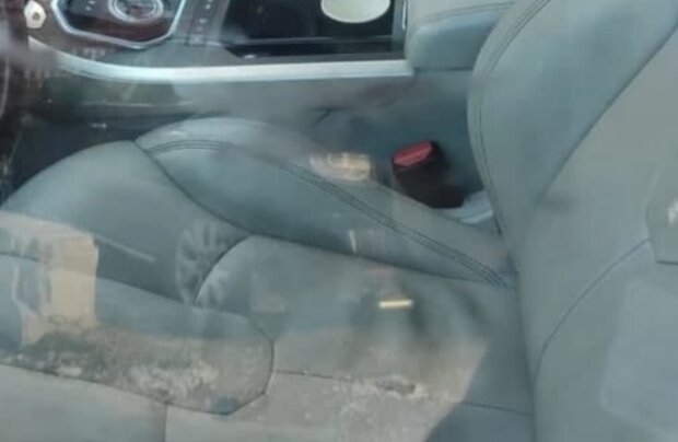 В авто погибла собака, кадр из видео