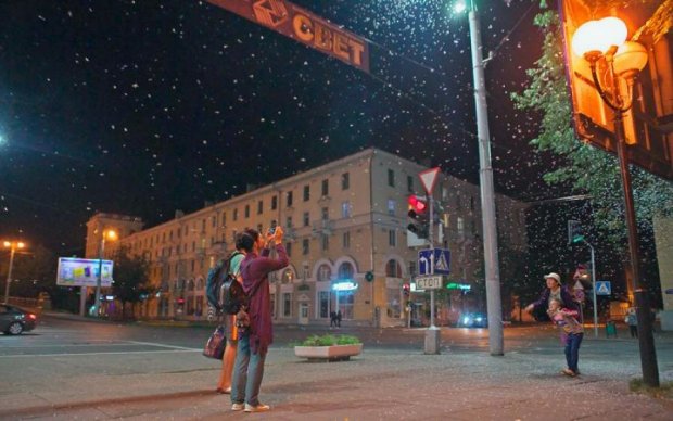 Це треба бачити: метелики атакували білоруське місто, шокуюче відео