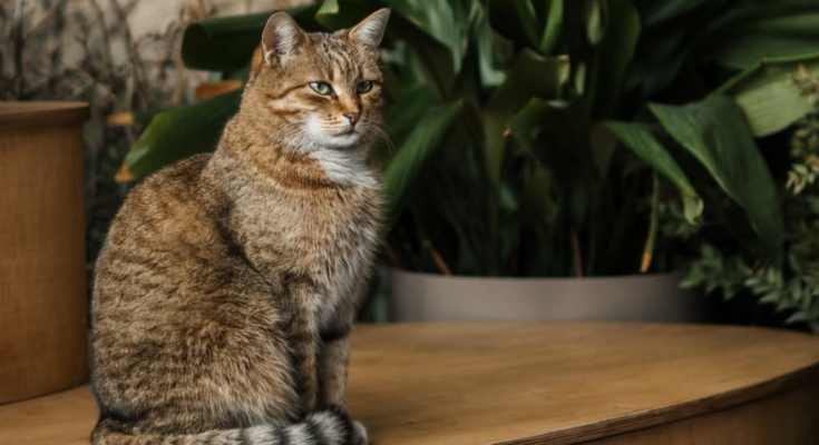 Котик, фото из соцсетей