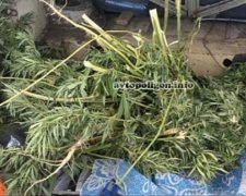 На Донеччині затримали автомобіль з кущами коноплі (фото)