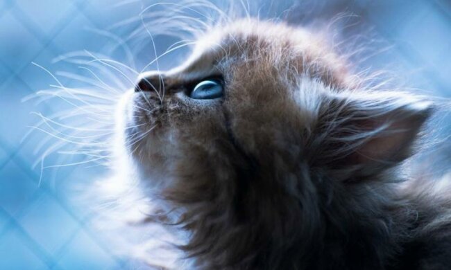 Бесчеловечная жестокость: девушка бросила в аэропорту самое беззащитное существо