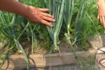 Грядки, кадр з відео