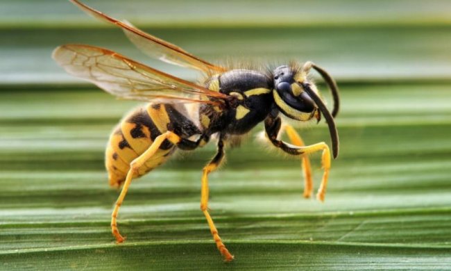 Новий вид ос перетворює павуків у зомбі-рабів