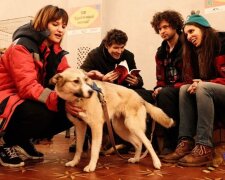 Собака / фото: Kyiv Animal Rescue Group