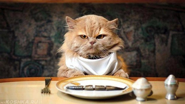 Ну дай поесть, не могу терпеть больше: забавные коты объявили войну голоду, фото на миллион