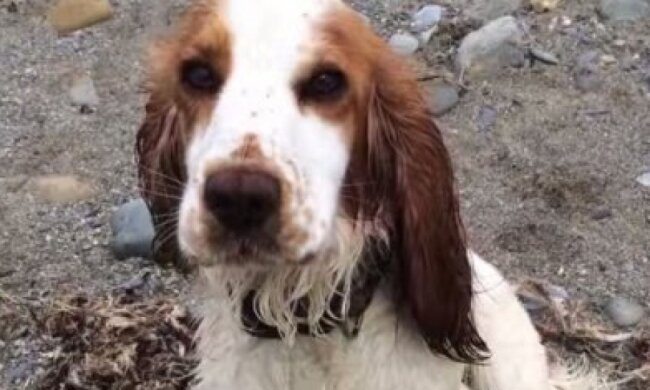 Пес отыскал дельфина, которого выбросило на берег (видео)