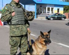 Кіт би так ніколи не вчинив: митний пес підставив українця