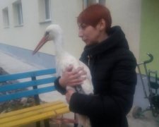 У підвалі багатоквартирного будинку оселився лелека (фото)