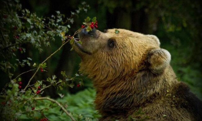 Медведи оказались главными "сеятелями" Аляски