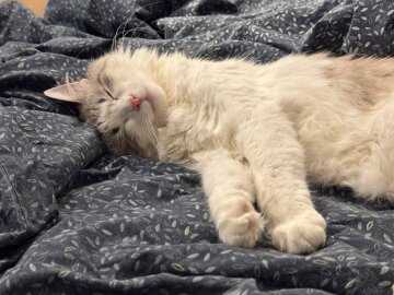 Котик у ліжку, фото: Знай.ua