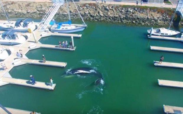 На Калифорнийском побережье застрял кит: видео