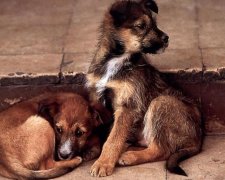 У Києві судитимуть живодера