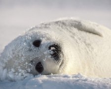 Анекдоты на 31 января зарядят вас бодростью с самого утра