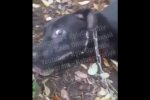 У Києві злякали шкуродерів, які хотіли приготувати собаку на багатті - з'явилося відео