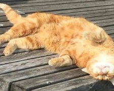 Кот нашел себе студенческую семью