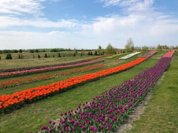 Добропарк, поле тюльпанов, фото: Знай.ua